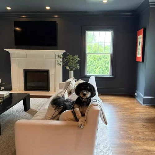 Clean and polished hardwood floors in pet-friendly living room